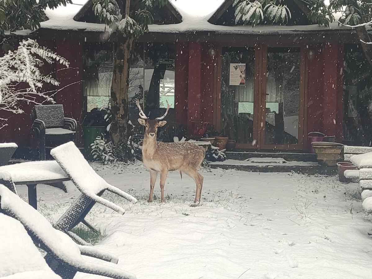 Polonezkoey Country Club & Accommodation In The Wildlife Park! Istambul Exterior foto
