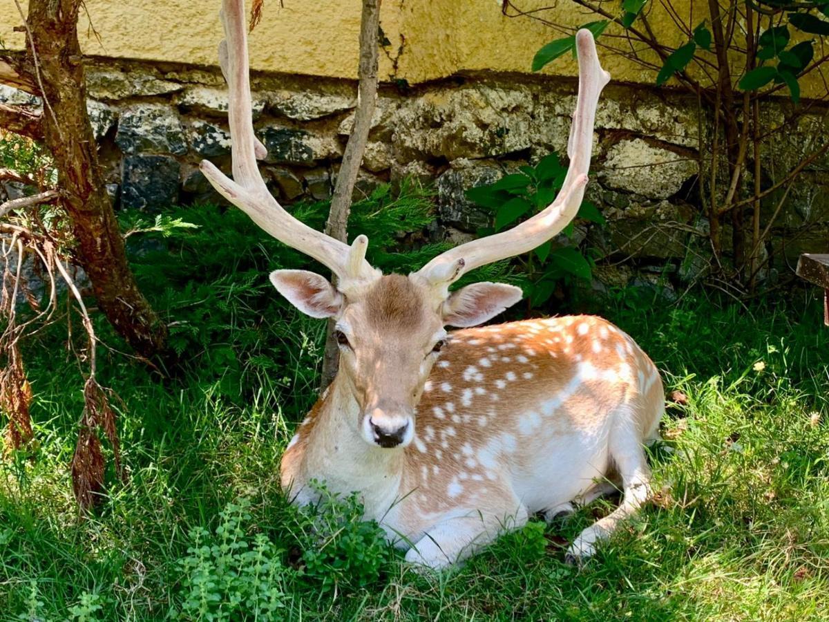 Polonezkoey Country Club & Accommodation In The Wildlife Park! Istambul Exterior foto